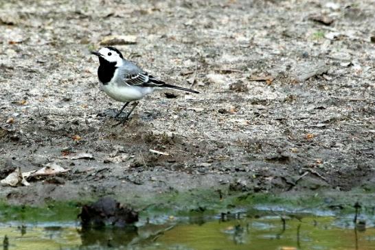 Bachstelze Wildpark Alte Fasanerie Klein Auheim 2018