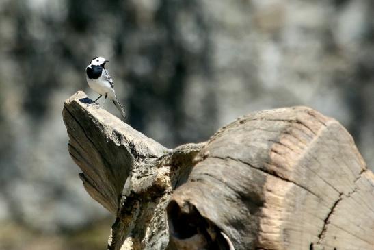 Bachstelze Wildpark Alte Fasanerie Klein Auheim 2018