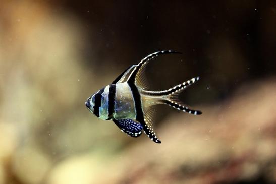 Banggai Kardinalfisch Exotarium Zoo Frankfurt am Main 2014