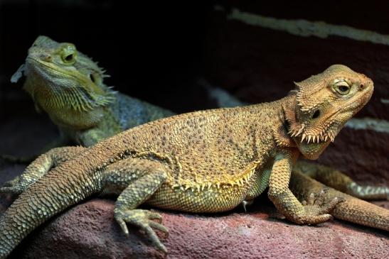 Bartagame Exotarium Zoo Frankfurt am Main 2014