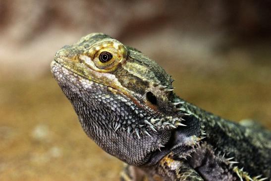 Bartagame Zoo Vivarium Darmstadt 2014