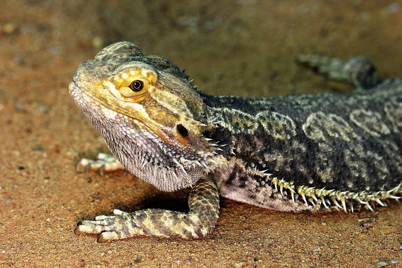 Bartagame Zoo Vivarium Darmstadt 2014