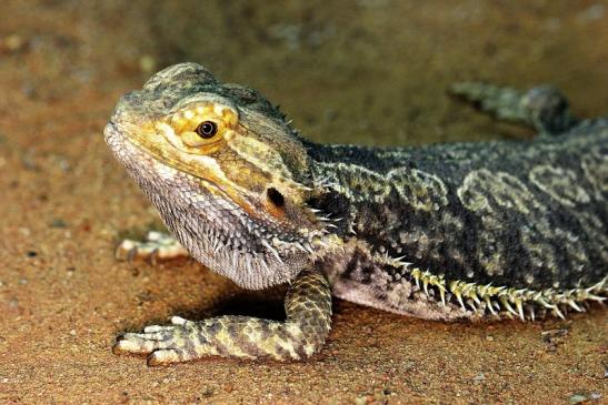 Bartagame Zoo Vivarium Darmstadt 2014