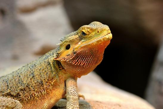 Bartagame Zoo Vivarium Darmstadt 2017