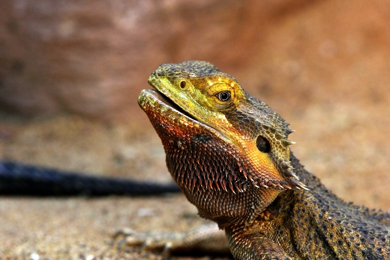 Bartagame Zoo Vivarium Darmstadt 2017