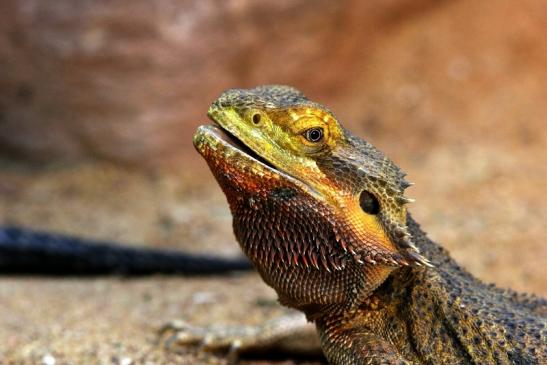 Bartagame Zoo Vivarium Darmstadt 2017