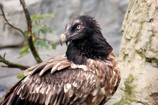 Bartgeier Zoo Frankfurt am Main 2013