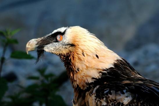 Bartgeier Zoo Frankfurt am Main 2017 