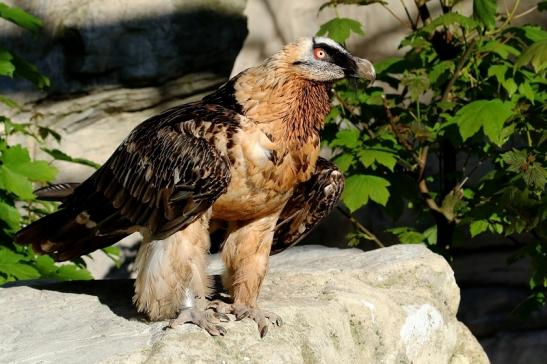 Bartgeier Zoo Frankfurt am Main 2017 