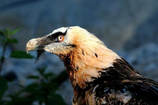 Bartgeier Zoo Frankfurt am Main 2017 