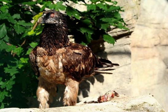 Bartgeier Zoo Frankfurt am Main 2011 - 2012