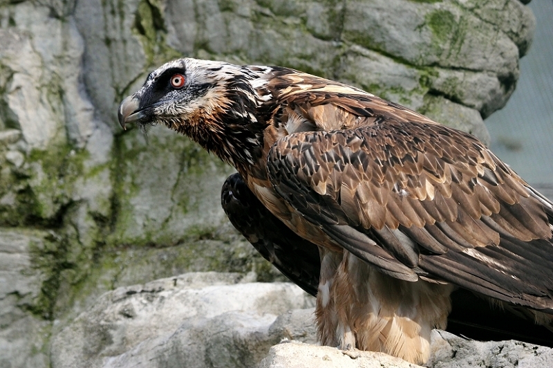 Bartgeier Zoo Frankfurt am Main 2013