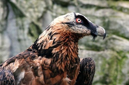 Bartgeier Zoo Frankfurt am Main 2013