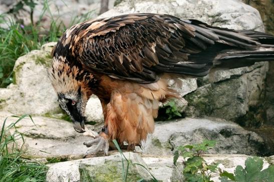 Bartgeier Zoo Frankfurt am Main 2013