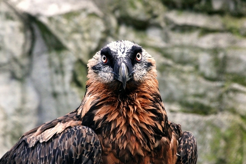 Bartgeier Zoo Frankfurt am Main 2013