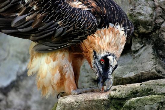 Bartgeier Zoo Frankfurt am Main 2014