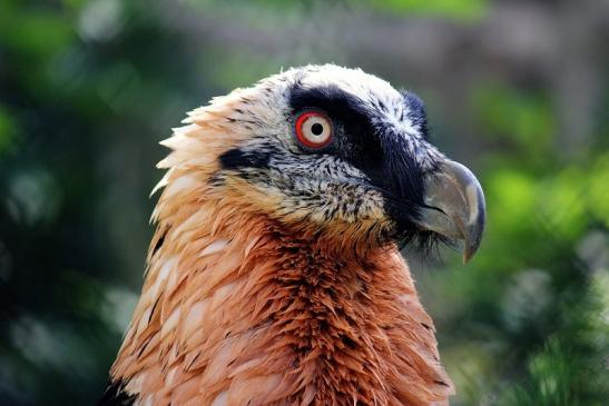 Bartgeier Zoo Frankfurt am Main 2014