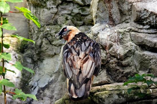 Bartgeier Zoo Frankfurt am Main 2014