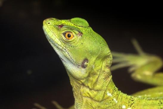 Basilisk Exotarium Zoo Frankfurt am Main 2014