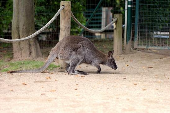 Bennetkänguru Zoo Vivarium Darmstadt 2013