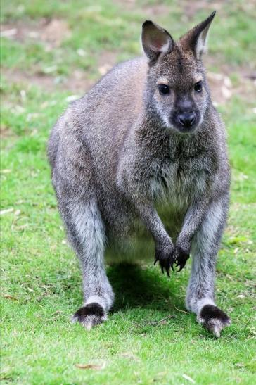 Bennet Känguru Zoo Vivarium Darmstadt 2019