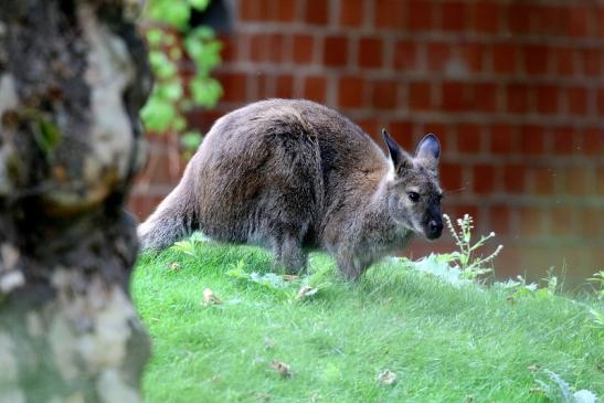 Bennet Känguru Zoo Vivarium Darmstadt 2020