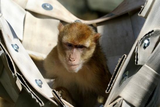 Berberaffe Opel Zoo Kronberg 2018