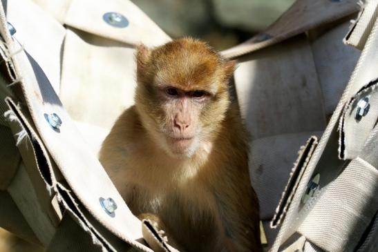 Berberaffe Opel Zoo Kronberg 2018