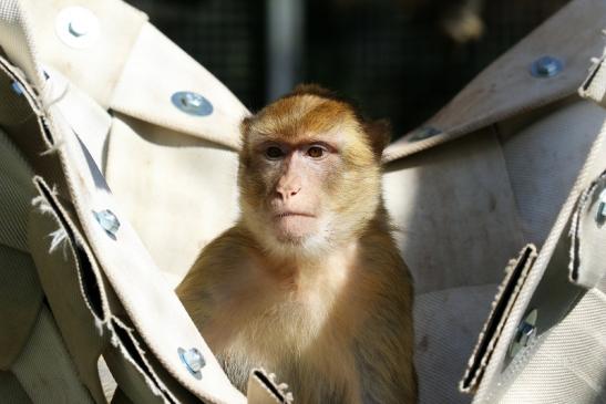 Berberaffe Opel Zoo Kronberg 2018