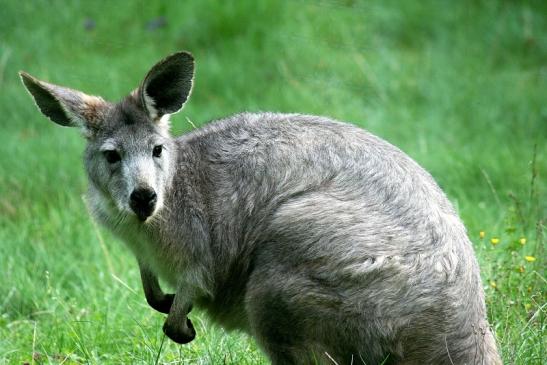 Bergkänguru Opel Zoo Kronberg 2012