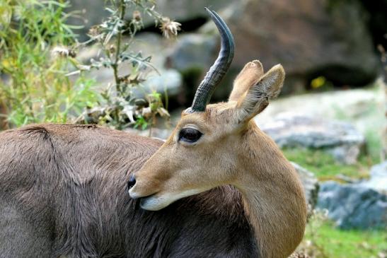 Bergriedbock Opel Zoo Kronberg 2014