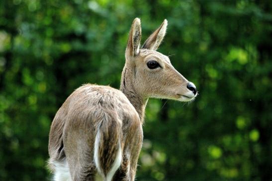 Bergriedbock Opel Zoo Kronberg 2014