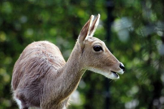 Bergriedbock Opel Zoo Kronberg 2014