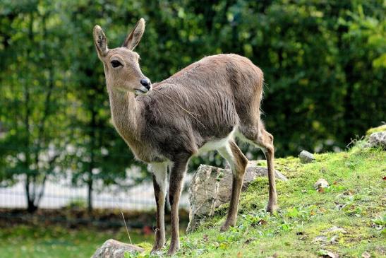 Bergriedbock Opel Zoo Kronberg 2014