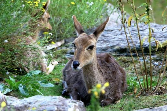 Bergriedbock Opel Zoo Kronberg 2014