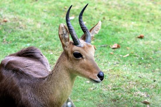 Bergriedbock Opel Zoo Kronberg 2014