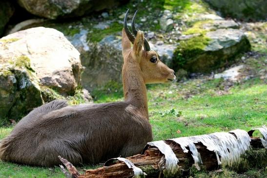 Bergriedbock Opel Zoo Kronberg 2014