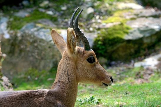 Bergriedbock Opel Zoo Kronberg 2014