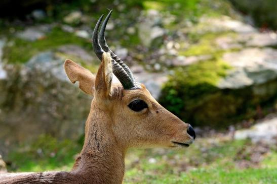 Bergriedbock Opel Zoo Kronberg 2014