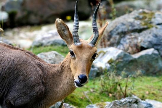 Bergriedbock Opel Zoo Kronberg 2014