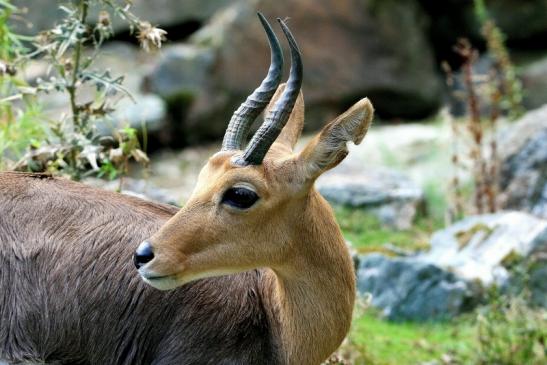 Bergriedbock Opel Zoo Kronberg 2014