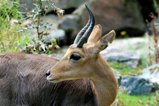 Bergriedbock Opel Zoo Kronberg 2014