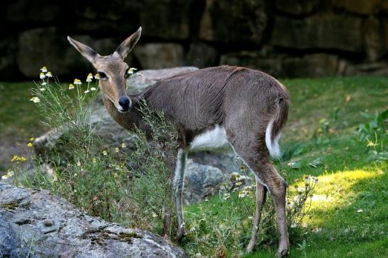 Bergriedbock Opel Zoo Kronberg 2016