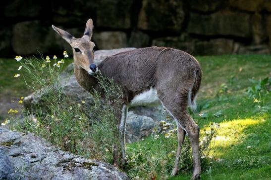 Bergriedbock Opel Zoo Kronberg 2016