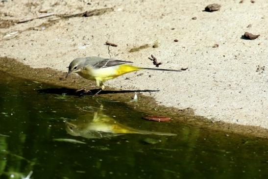 Bergstelze am Flamingoteich Opel Zoo Kronberg 2018