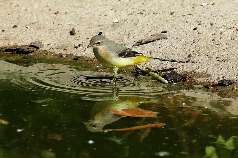 Bergstelze am Flamingoteich Opel Zoo Kronberg 2018