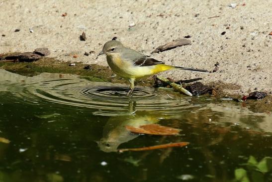 Bergstelze am Flamingoteich Opel Zoo Kronberg 2018