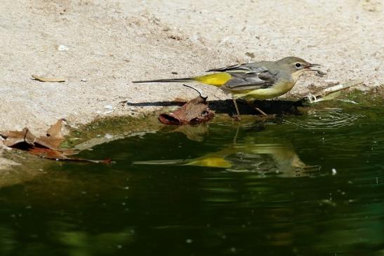 Bergstelze am Flamingoteich Opel Zoo Kronberg 2018