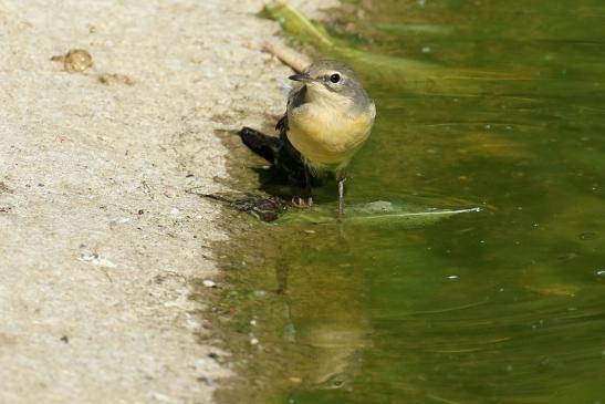 Bergstelze am Flamingoteich Opel Zoo Kronberg 2018