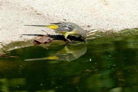 Berg oder Gebigsstelze Opel Zoo Kronberg 2018